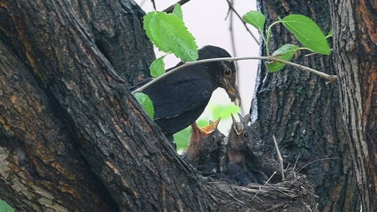 黑八哥喂食  4月18日 六天可见幼鸟成长很快