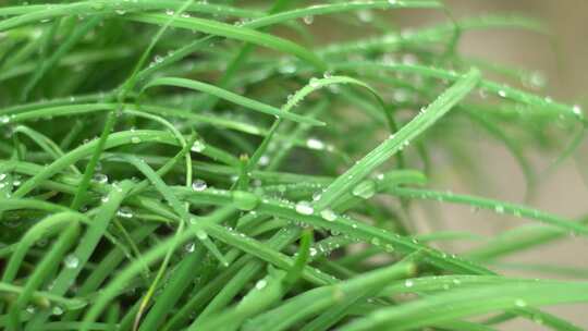 下雨天的植物与露珠