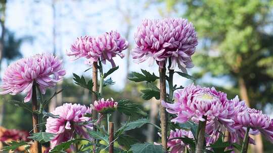 白里透红 红色菊花 粉红菊花 0747视频素材模板下载