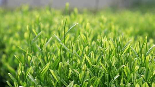 茶叶广告宣传 清明谷雨 茶叶嫩芽特写