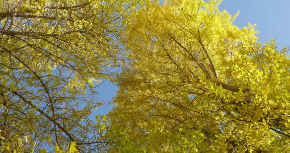 仰拍微风中的金黄银杏树