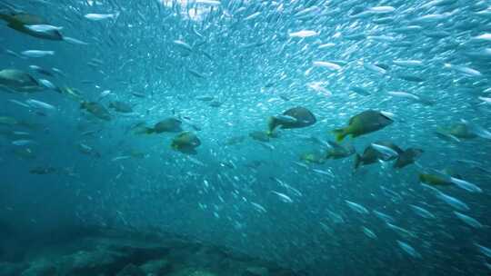 4K水下奇观、海底世界、鱼群、密集恐惧症
