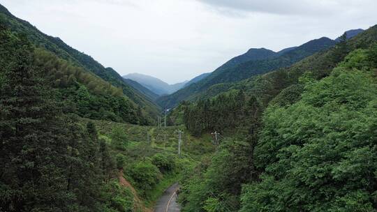 福建武夷山桐木关正山村合集