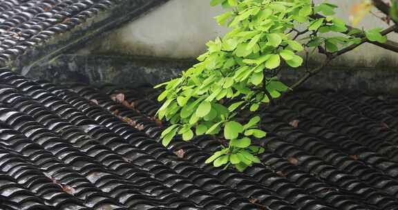 园林春雨唯美摇曳树叶古建筑特写