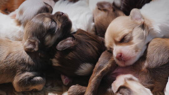 一群新生的小狗紧挨着睡