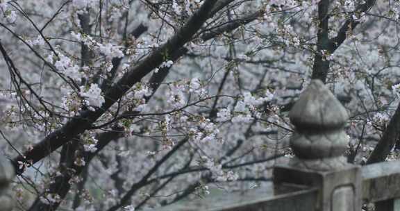 春雨绵绵美丽樱花