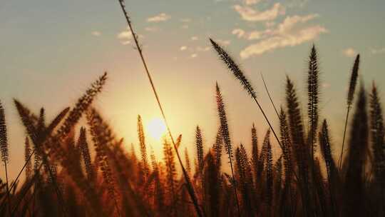 黄昏夕阳下微风吹动的唯美狗尾巴草