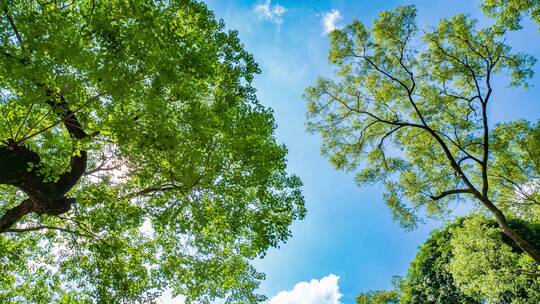 夏天阳光树枝香樟树的树荫