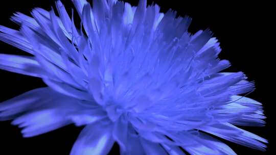 淡蓝色花朵盛开