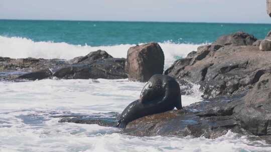 新西兰奥马鲁野生动物海豹慢动作视频素材模板下载