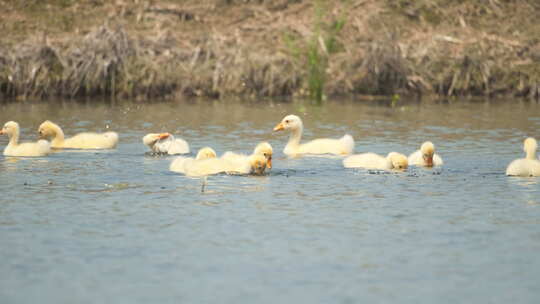 刚出生的散养小绒鹅在池塘觅食