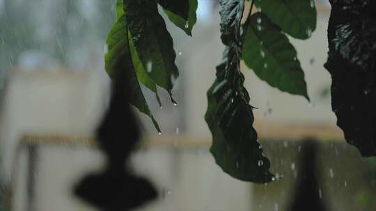 下雨树叶雨滴