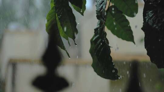 下雨树叶雨滴视频素材模板下载