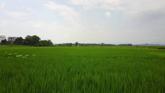 航拍农村水稻