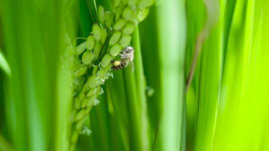 蜜蜂在稻花上采蜜
