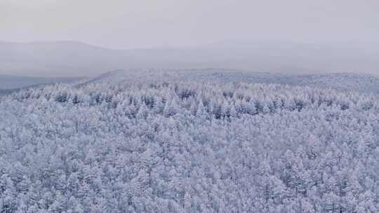 冬季雪山雾凇雪松树挂景观