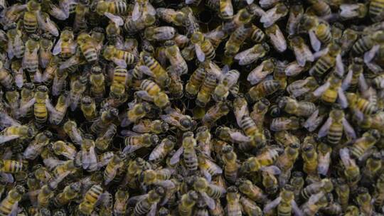 养蜂场里密密麻麻的蜜蜂蜂群