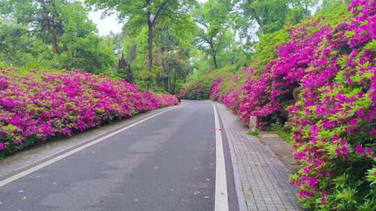 湖北武汉东湖磨山景区杜鹃花盛开