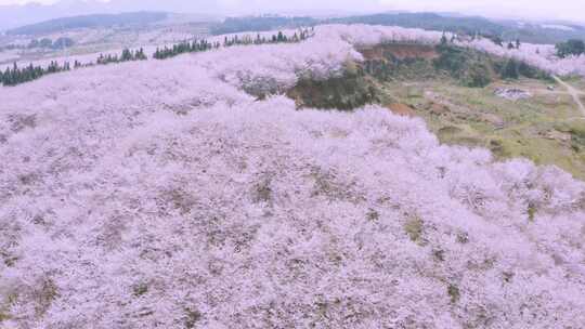 贵州平坝樱花园 城市景区航拍4k