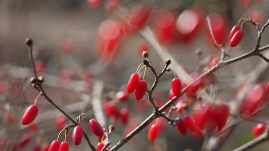 中医中药山茱萸