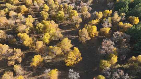 秋天的天然林视频素材模板下载