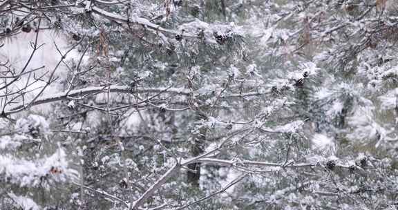 冬天大雪中的松树林