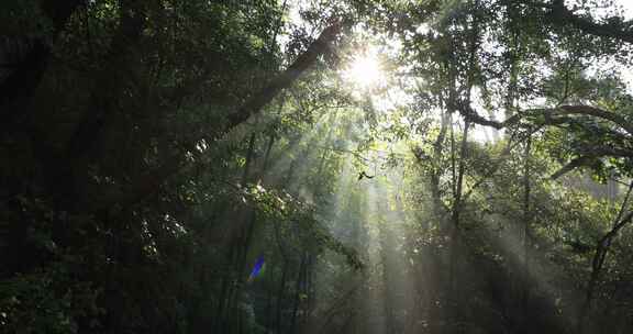 杭州西湖风景区森林逆光光影清晨耶稣光