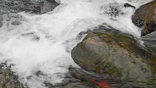 清澈河水河流水源水流溪流溪水