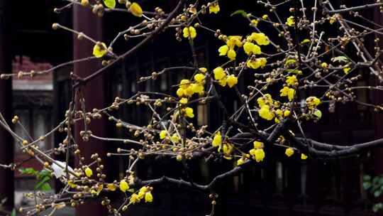 江南古典园林南京夫子庙瞻园的古风腊梅花开视频素材模板下载
