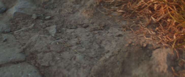 土壤，地面，草，灰尘