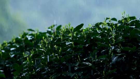 杭州春天雨季西湖龙井茶园空镜