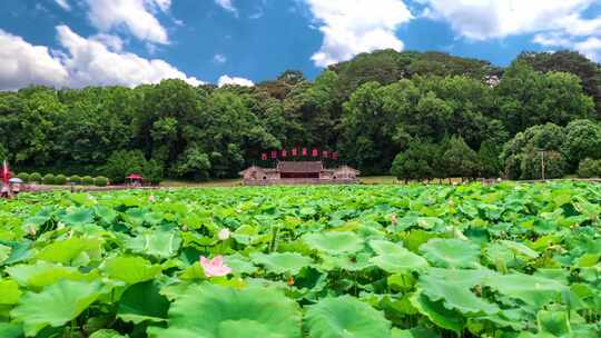 古田会址夏季荷塘