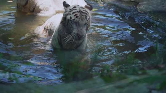 动物园白虎