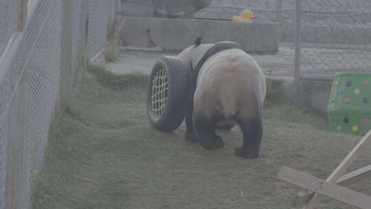 内蒙古乌兰察布林胡古塞动物园大熊猫玩耍