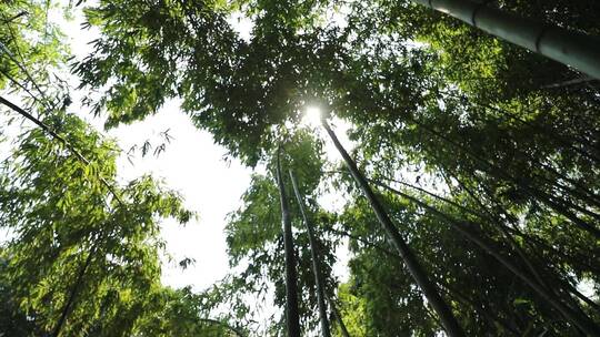 树林透光唯美特写宣传片旅游片空镜转场