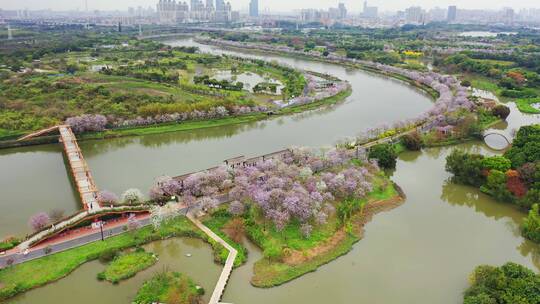 广州海珠湿地紫荆花视频素材模板下载