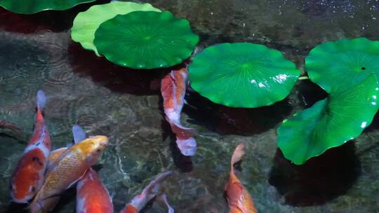 观赏鱼锦鲤荷叶莲花鲤鱼鱼池戏水水池游玩