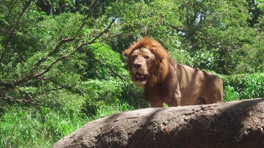森林之王狮子