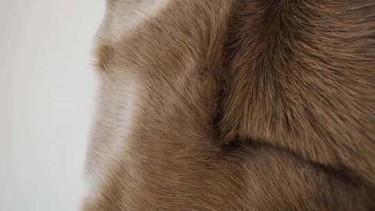 柔软的动物毛发