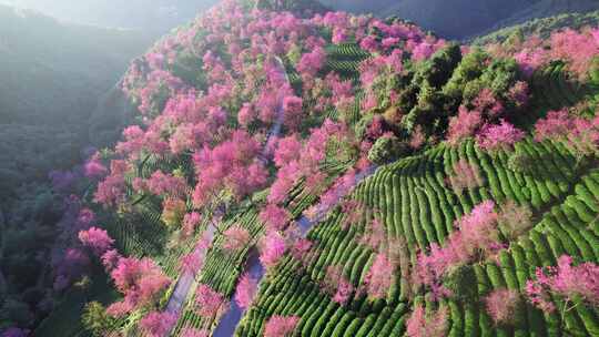 云南大理无量山樱花谷冬樱花和茶园茶树航拍