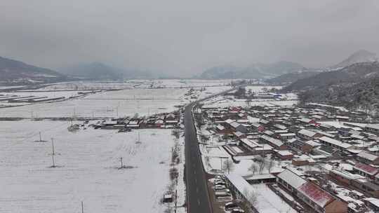 松树雪景 大雪 小雪 暴雪
