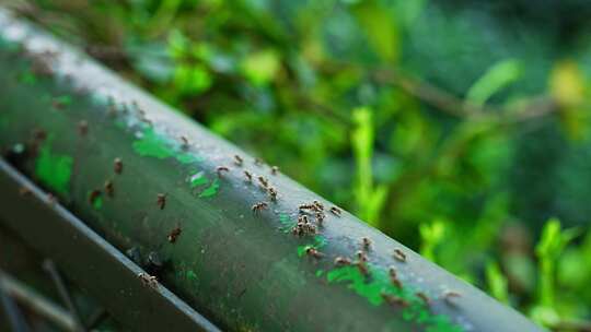 杭州西湖云溪竹径龙井茶园蚂蚁移动环境特写