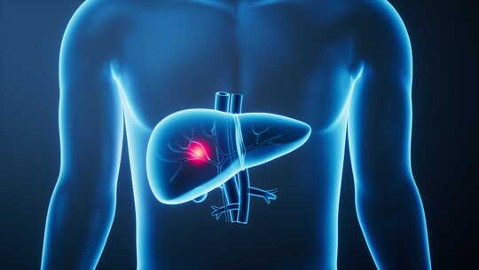 透明人体内的肝脏生物科技医学概念三维渲染