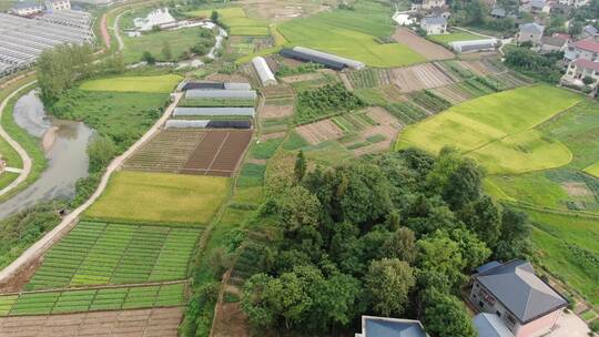 航拍乡村田园金黄稻田