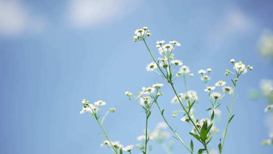 花朵天空