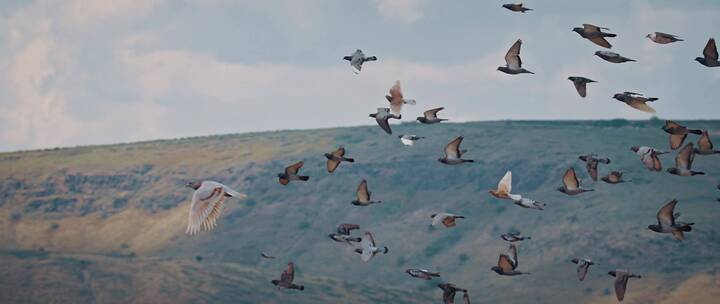 鸟群在山间飞行