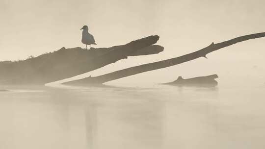 清晨湖面上的云雾雾气中的海鸥生态湖水鸟儿