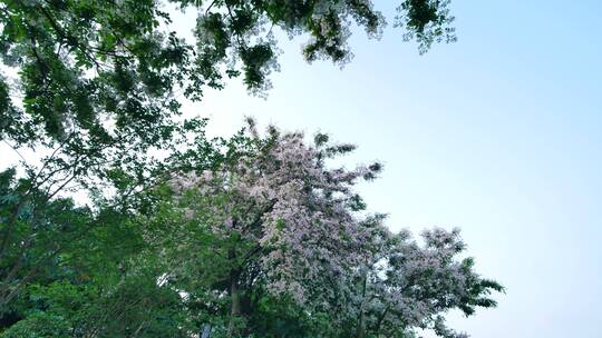 仪花树上开满了花