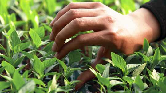 寿光大棚 蔬菜大棚 农业生产