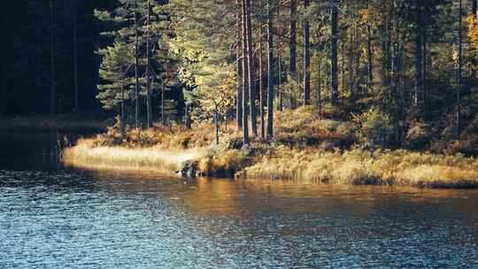 湖上的一个小岛，有高大的松树和枯萎的草。
